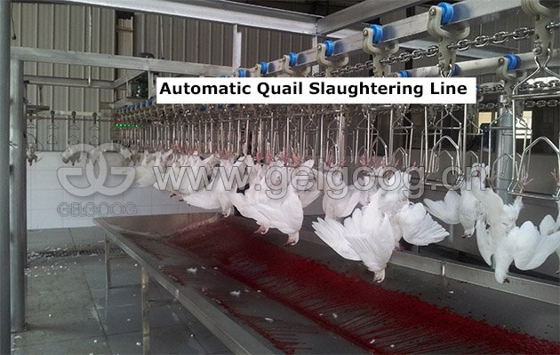 Automatic Quail Slaughtering Line