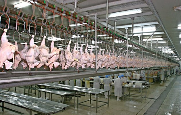 1500pcs/h Automatic Poultry Slaughtering Production Line