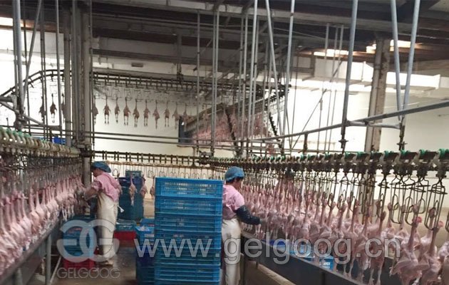 1000 bph Automatic Quail Slaughter Equipment Line