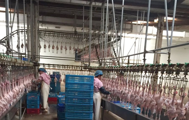 1000 bph Automatic Quail Slaughter Line