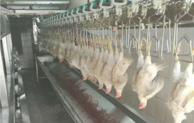 GELGOOG Automatic Quail Slaughter Equipment