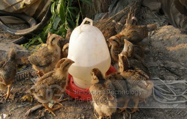 Different Capacity Poultry Chicken Drinker
