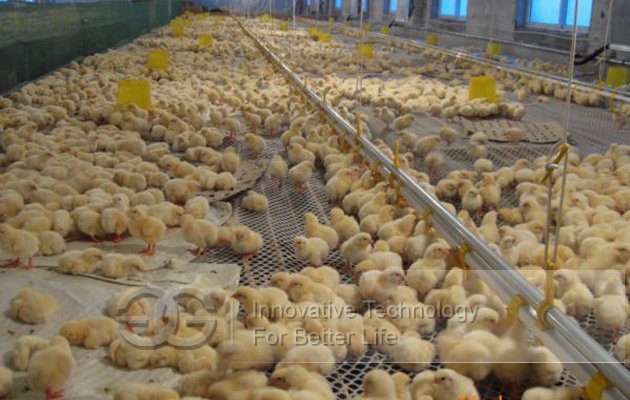 High Quality Chicken House Feeding System