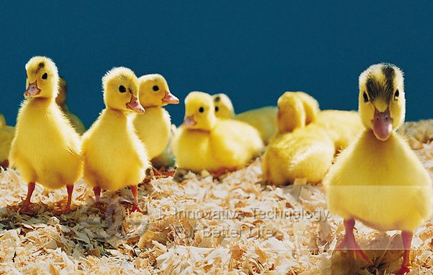 High Efficiency Duck Egg Incubator