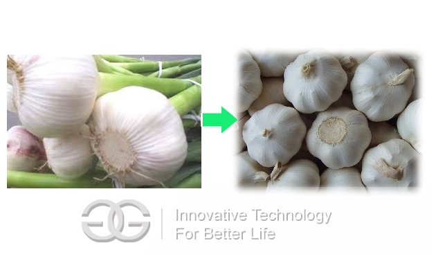 Garlic Root Flat Cutter Machine Manufacturer in China