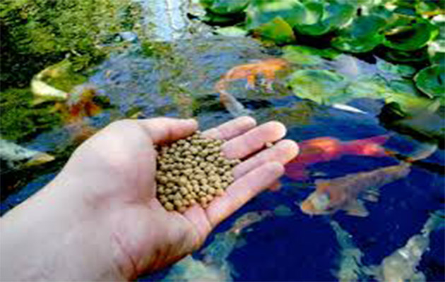 fish feed pellet