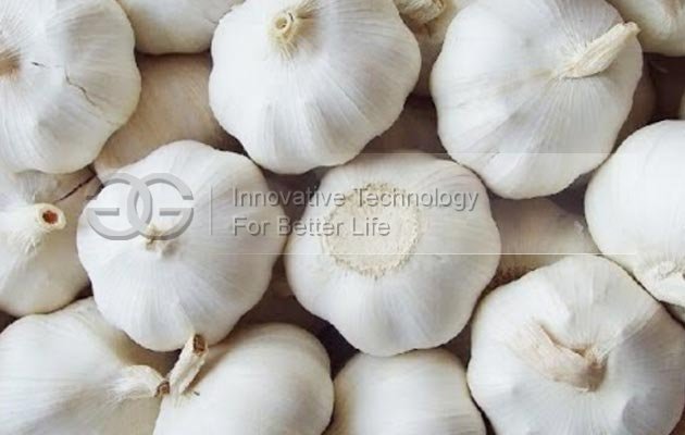 Garlic Root Flat Cutter Machine Manufacturer in China