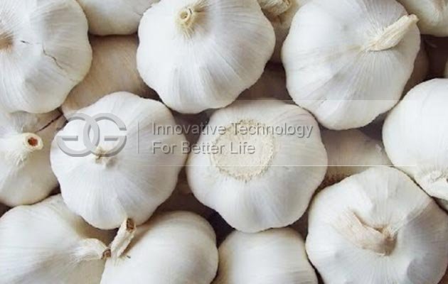 Cutting Machine for Garlic Root