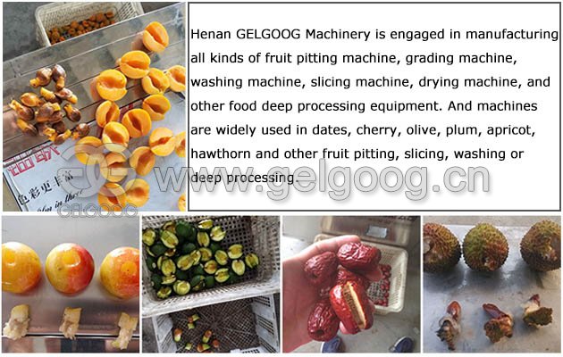 Apricot Pitting Machine