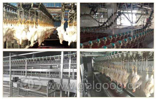 GELGOOG Quail Slaughter Equipment