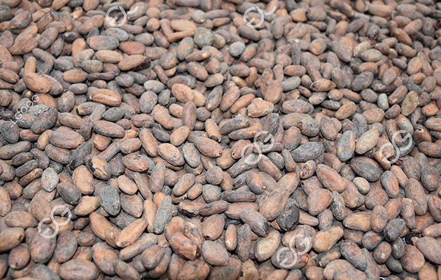 Machine Roasting Cocoa Beans