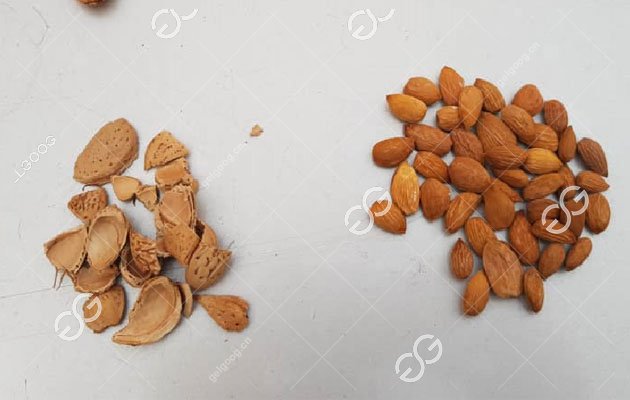 Shelled Almond